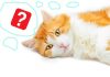 Red cat and question mark | MeowMeow Has A Question, BitcoinGlossary.org