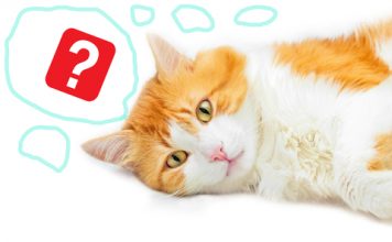 Red cat and question mark | MeowMeow Has A Question, BitcoinGlossary.org