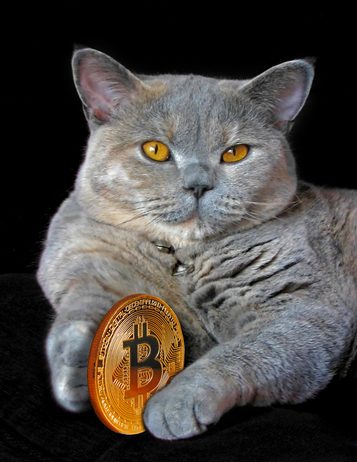 Bitcoin and pedigree cat