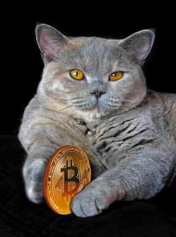 Bitcoin and pedigree cat